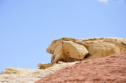 a big lizard shaped rock