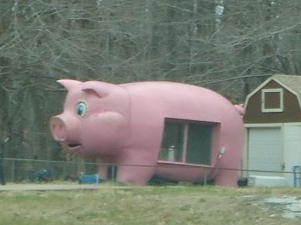 a giant pink pig