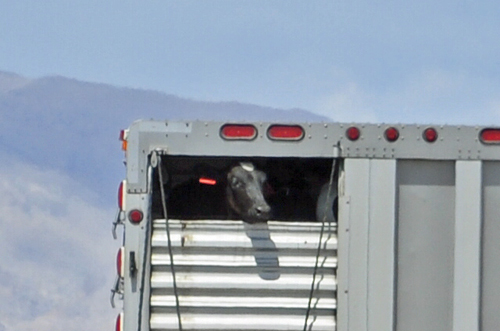 cow peeking out of a semi truck
