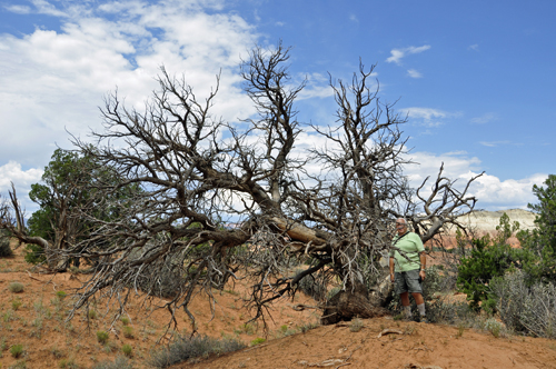 Lee Duquette by an eerie dead tree in the desert