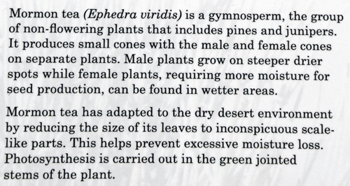 sign about the ephedra plant and tea