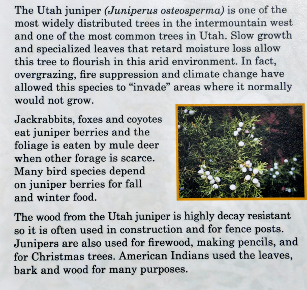 sign about the Utah Juniper tree