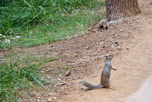 squirrel at Zion National Park