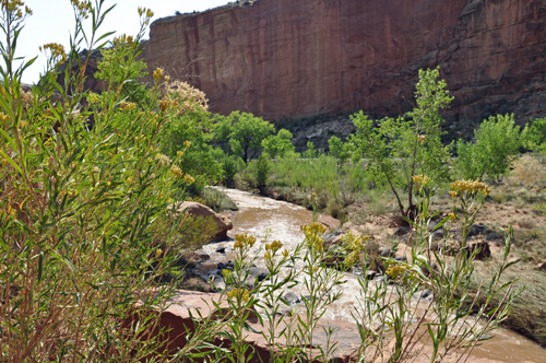 The Fremont River by Capitol Reef National Park