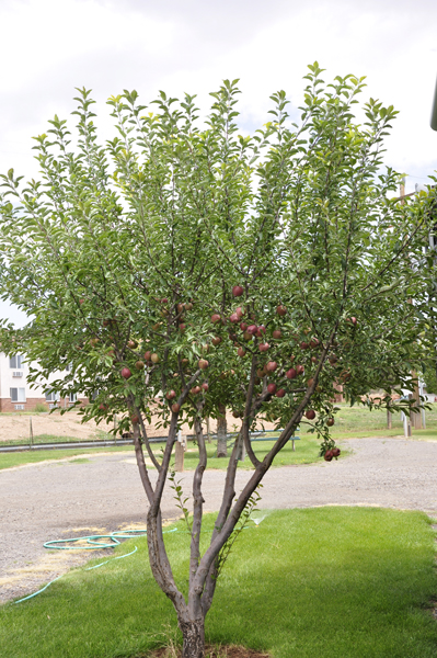 apple tree beside the RV of the two RV Gypsies