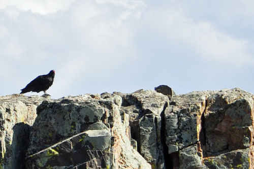 birds on the cliffs at Islnad Peaks in Black Canyon