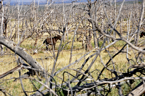 wild horses at Mesa Verde National Park