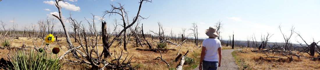 dead trees due to fire