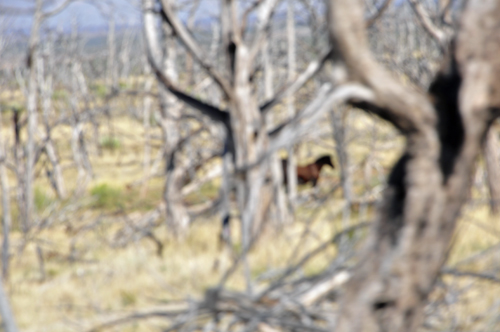 wild horses at Mesa Verde National Park