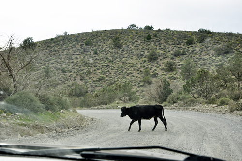 cow in the road
