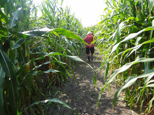 Lee Duquette inside McCoard's Mystery Corn Maze