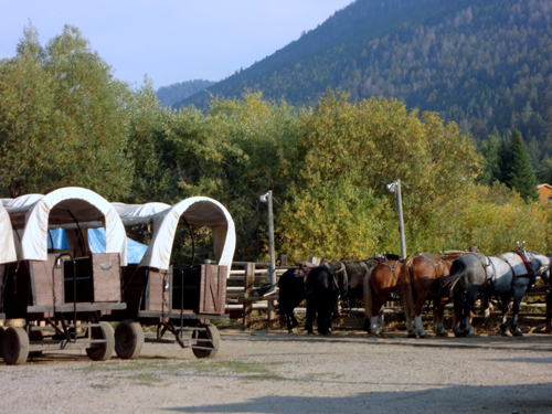 The covered wagons and the horses