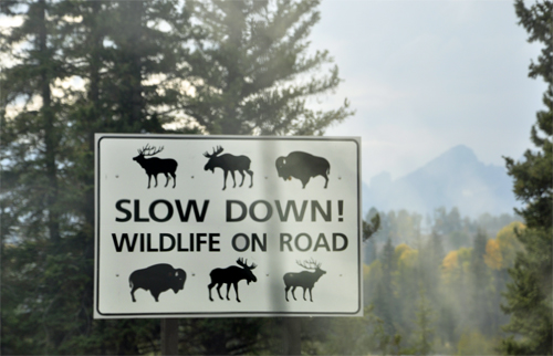 sign: slow for wildlife