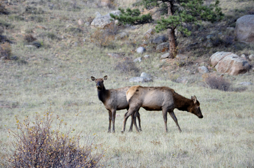 elk at Rocky Mountain National Park in Colorado