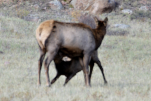 one elk feeding from another elk