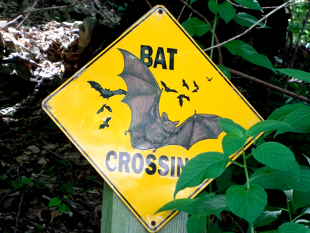 sign - bat crossing