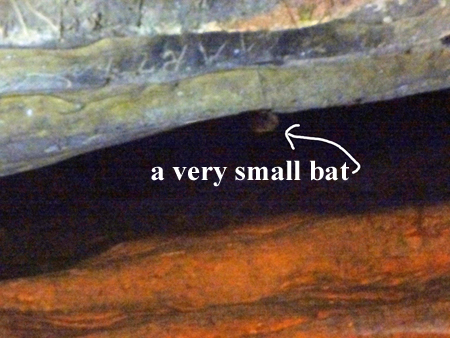 a very small bat in the Mark Twain Cave