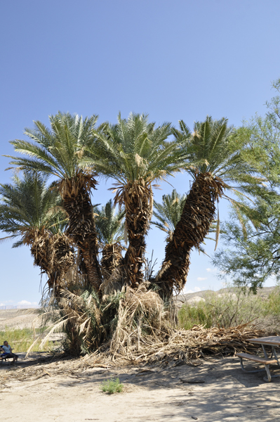really big palm trees