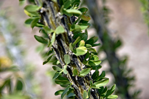 Ocotillo leaves and thorns