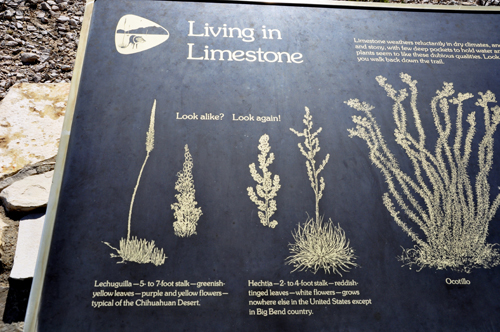 sign about the plants in Big Bend National Park