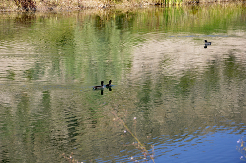 a pond full of ducks