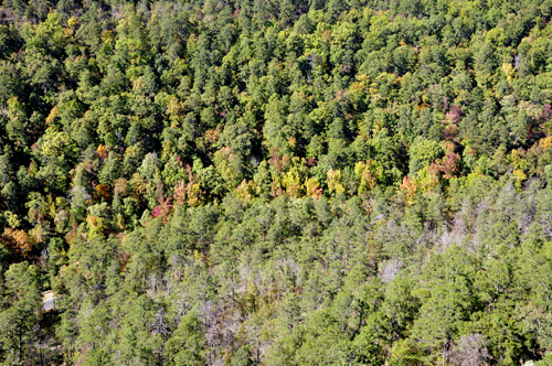 fall colors as seen from the Hot Springs Mountain Tower