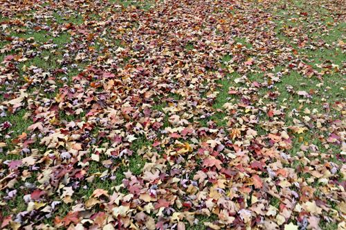 BYE BYE beautiful leaves