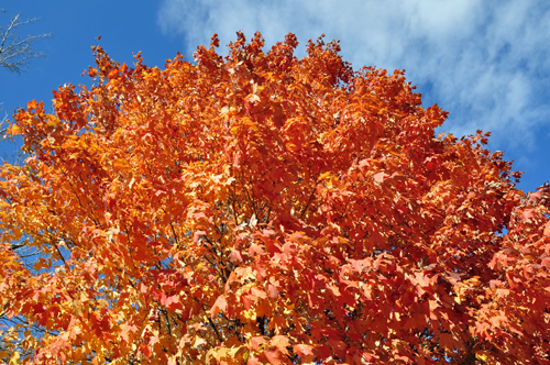 fall foliage, fall colors