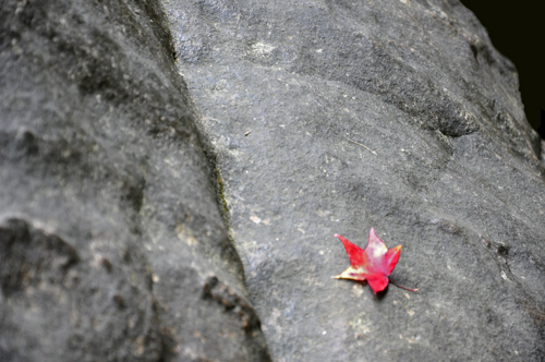 one lone red leaf on the big boulder