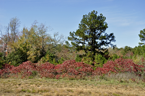  fall colors - low red bushes
