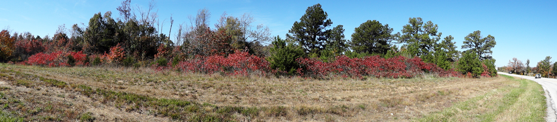 panorama of fall colors - low red bushes