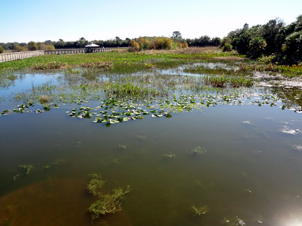 view of the wetlands from the Green Cay  Nature Center boardwalk