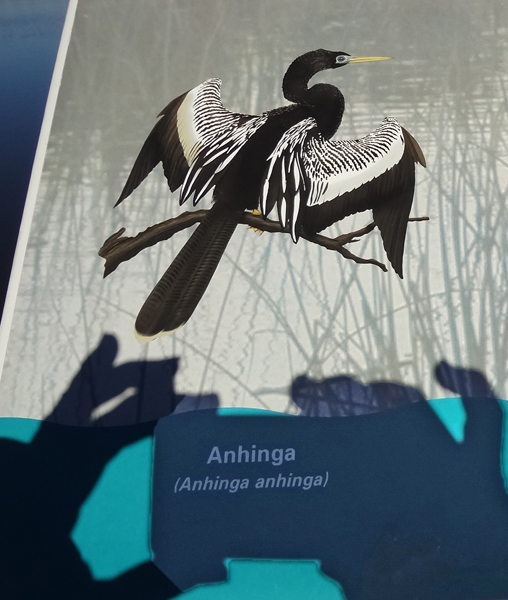sign about The Anhinga bird