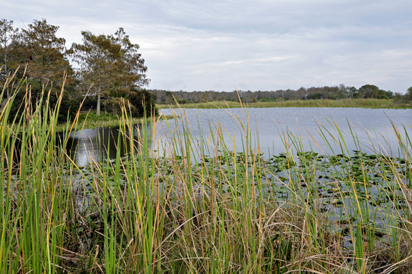 wetlands at Loxahatchee National Wildlife Refuge