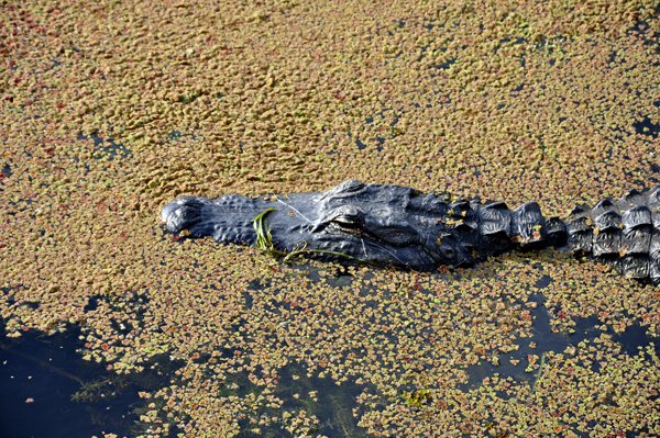 alligator in the wetlands at Loxahatchee National Wildlife Refuge
