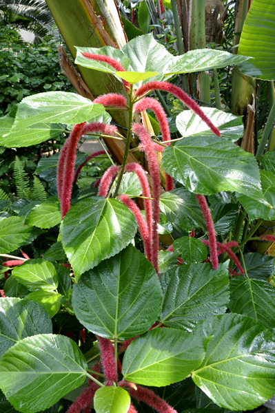 Chenille Plant - Origin: Oceania