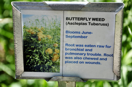 Butterfly weed sign