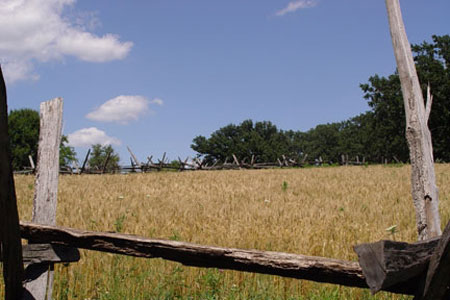 Wheat field at the 1850 Pioneer Farm