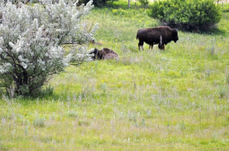 live buffalo at Frontier Village in  Jamestown North Dakota