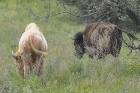 a white buffalo and a brown buffalo in North Dakota