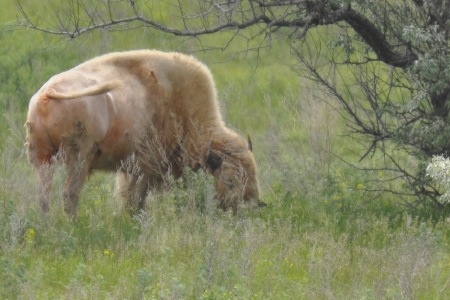white buffalo in Jamestown, North Dakota