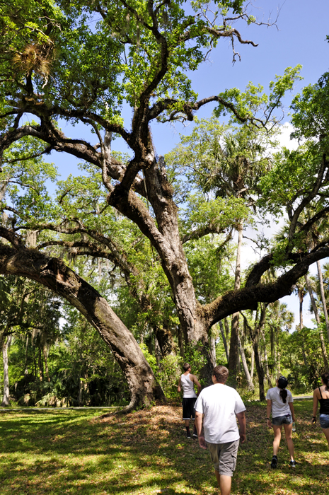 a tree in Riverbend Park in Jupiter, Florida