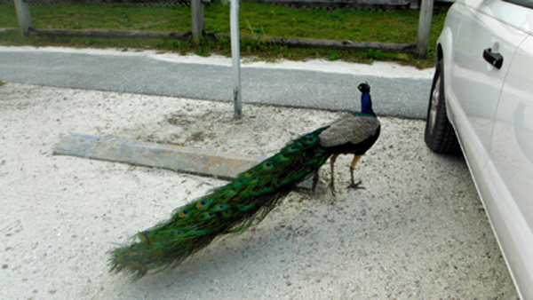 a peacock at Riverbend State Park in Jupiter, Florida