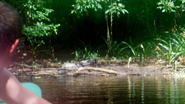 Josh spots another alligator