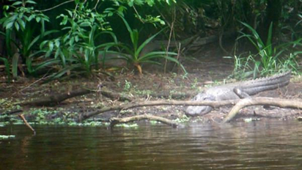Alligator #3 at Riverbend State Park 