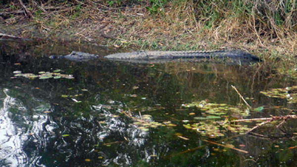 Alligator #6 at Riverbend State Park in Jupiter