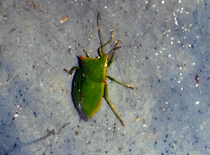 a leaf bug