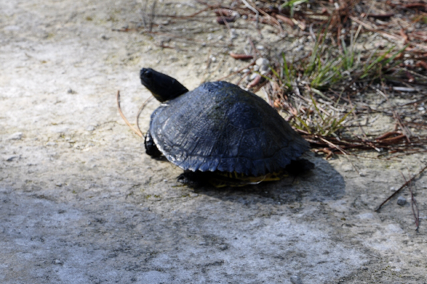 turtle at Lower Suwannee National Wildlife Refuge