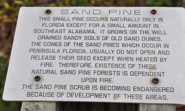 Sand Pine informaitonal sign