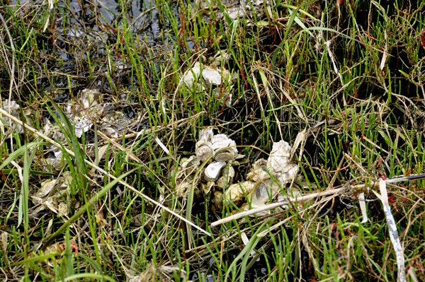 Oyster shells are in abundance in this salt marsh area.